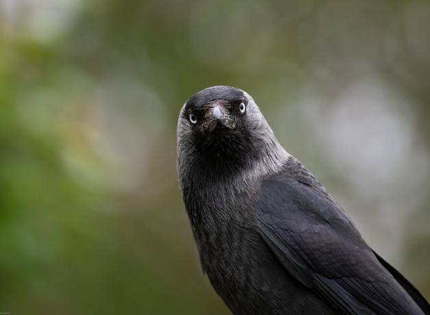 A Jackdaw looking quizzically at the viewer