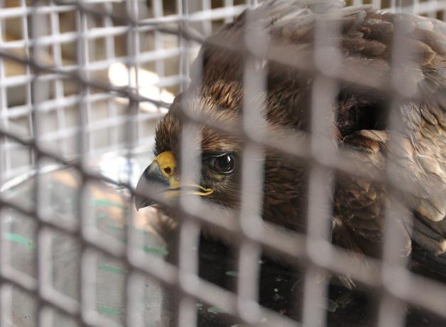 An eagle recuperates at the Jain Bird Hospital; it is seen through wire cage