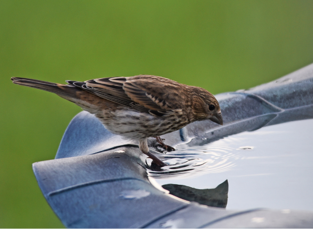 A female House Finch perches at the edge of a bird bath.