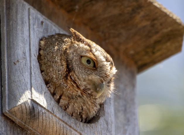 Eastern screech owl pokes head out of a nesting box