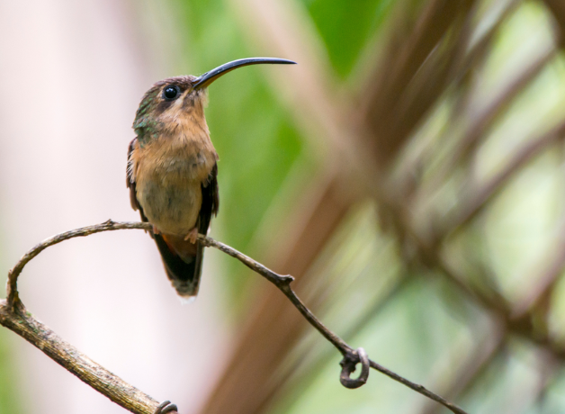 Female Rufous-breasted Hummingbird perched on a thin branch
