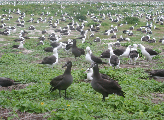Una colonía de albatros de patas negras y alabtros de Laysan.