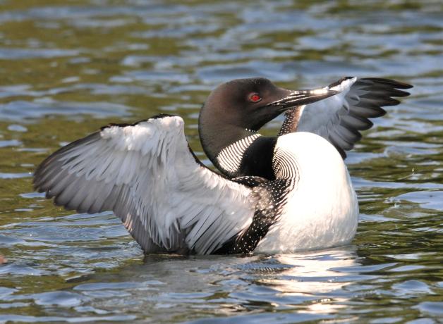 Un colimbo común (Gavia immer) que flexiona sus alas desde el agua
