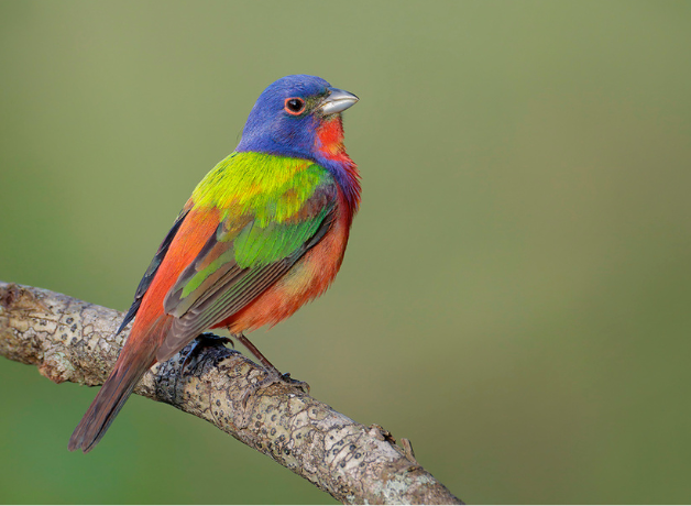 A colorful male Painted Bunting, perching. His feathers are blue, green, red, and yellow against a green background.