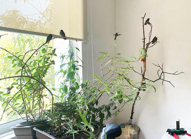 Several hummingbirds perch on indoor plants near an apartment window