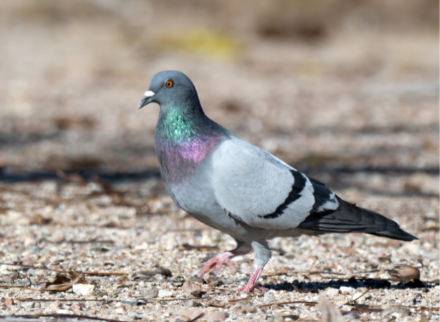Single Rock Pigeon stands on pebble-covered ground