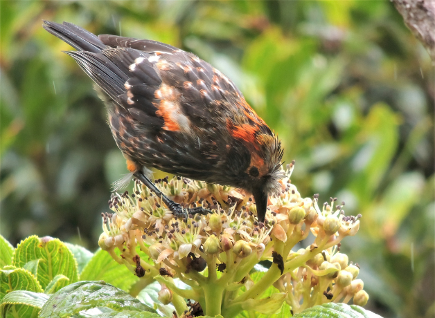 An black, orange, and silver songbird called an 'ākohekohe investigates a cluster of cream-colored flowers against a green background.