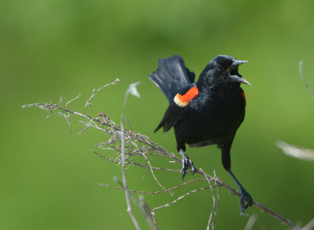 Red-winged Blackbird perches on a thin branch, with beak open