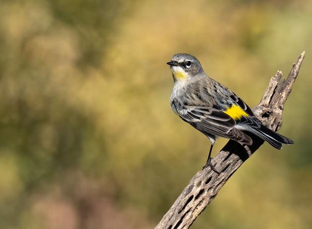 Yellow-rumped Warbler stands on branch