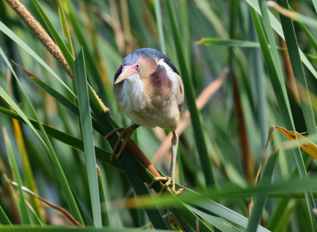 Least Bittern perches in blades of green grass