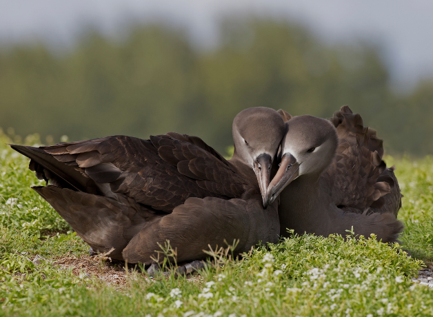 Dos albatros de patas negras acurrucándose