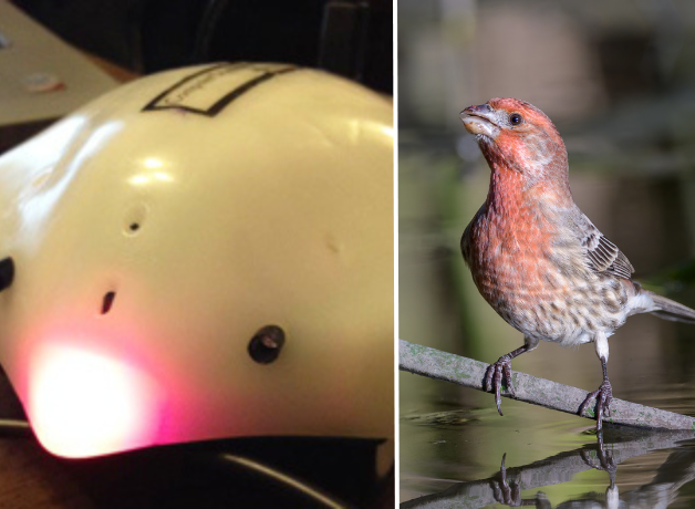 A split image: Left is a white machine with a red light called a Finch Robot. Right is a brown and red male House Finch.