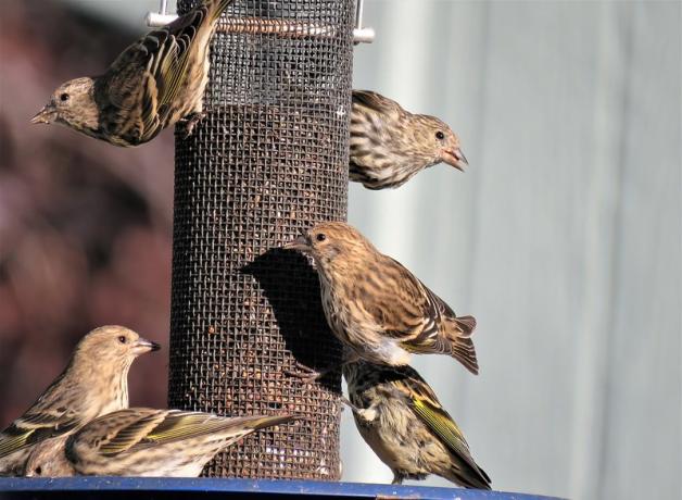 A group of about six pine siskins share a feast at a feeder