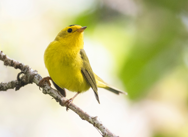 Warbler stands perched on tree branch