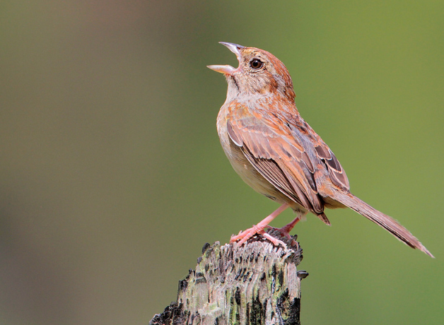 Orange and brown bird perches on stump with beak open pointing toward the sky