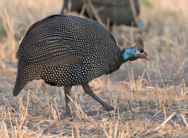 A Helmeted Guineafowl walking across dry grass.