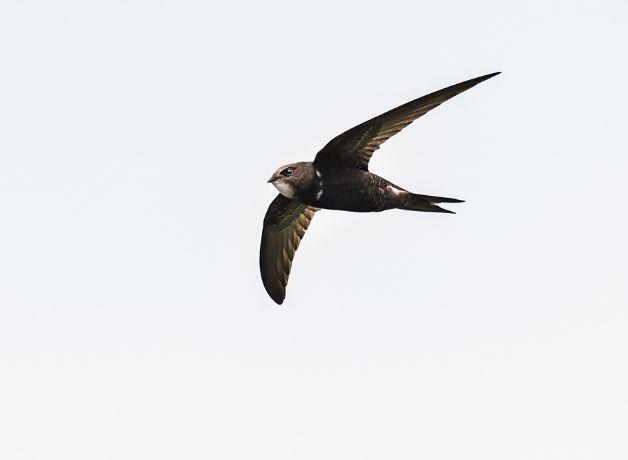 A Common Swift flies across an open, grey sky.