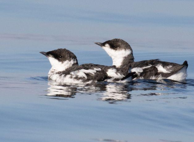 Two Marbled Murrelets in black and white, non-breeding plumage. The birds are floating on the surface of calm water. 