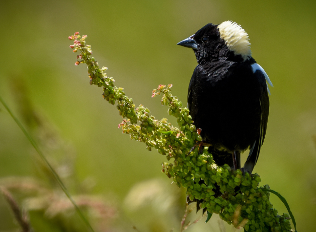 A male Bobolink perches on a branch