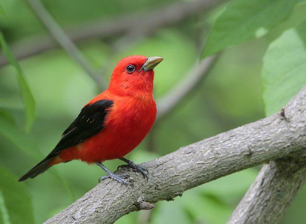A male Scarlet Tanager perched on a thick branch against a green background.