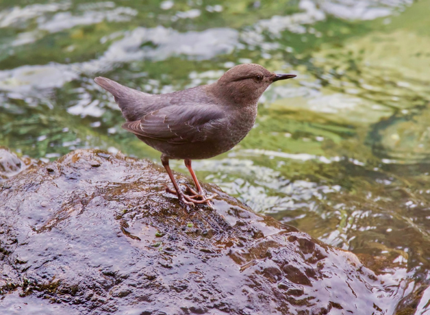 American Dipper stands on rock covered in water