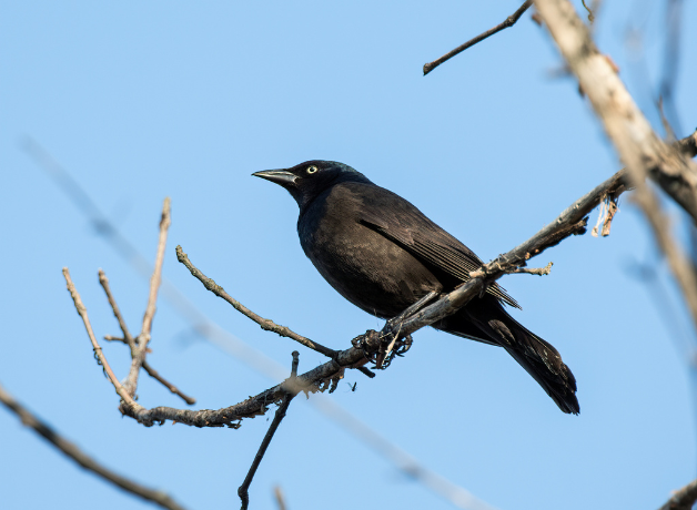 Taking the Bus for Birds | BirdNote