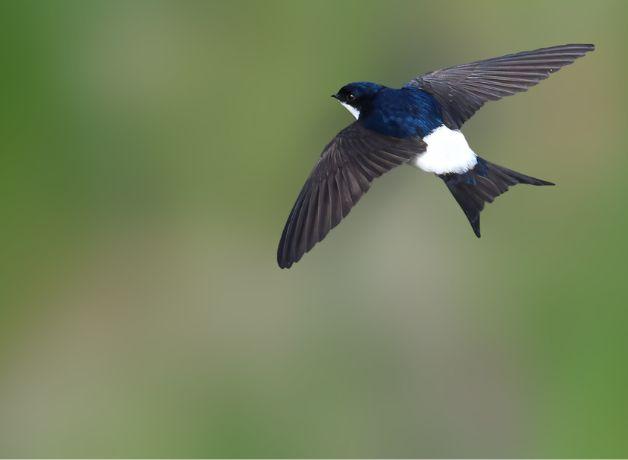 A House-Martin flying with wings outstretched against a blurred green background.