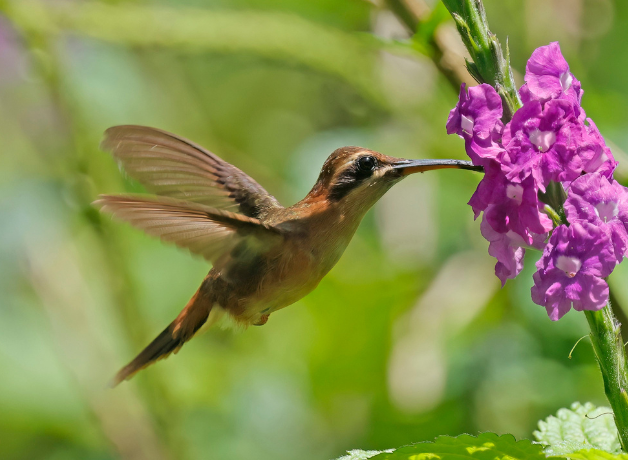 Un colibrí bebiendo néctar de una flor morada