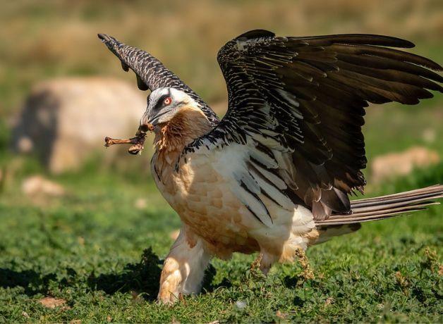 A Bearded Vulture walks across the green ground with wings outstretched and carrying a bone in its bill.