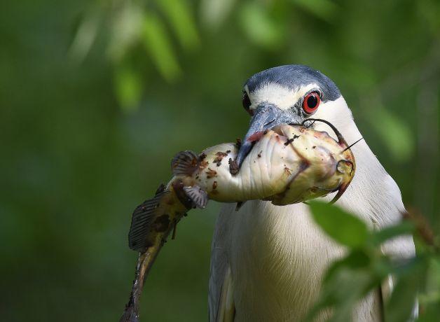 A Black-crowned Night-Heron holding a catfish in its bill.