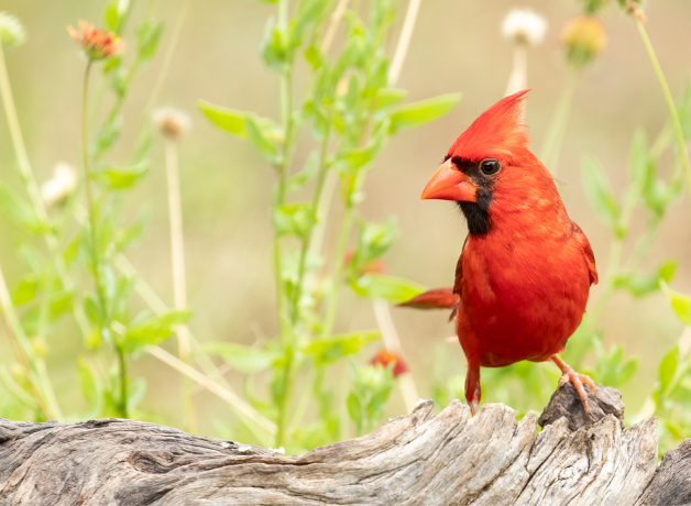 Male Northern Cardinal stands in forefront with wildflowers in the background