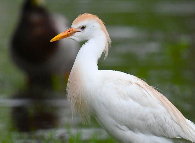 A Western Cattle Egret in breeding plumage with wetlands in the background.
