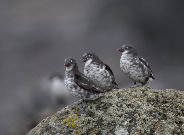 Three Least Auklets stand together on gray rock