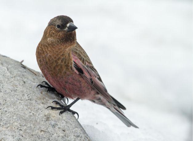 A Brown-capped Rosy-Finch perched on a stone against a snowy background.