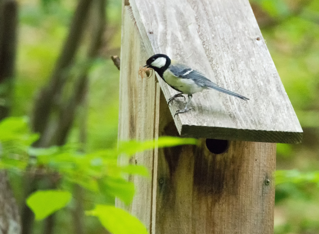 Japanese Tit stands on roof of nest box