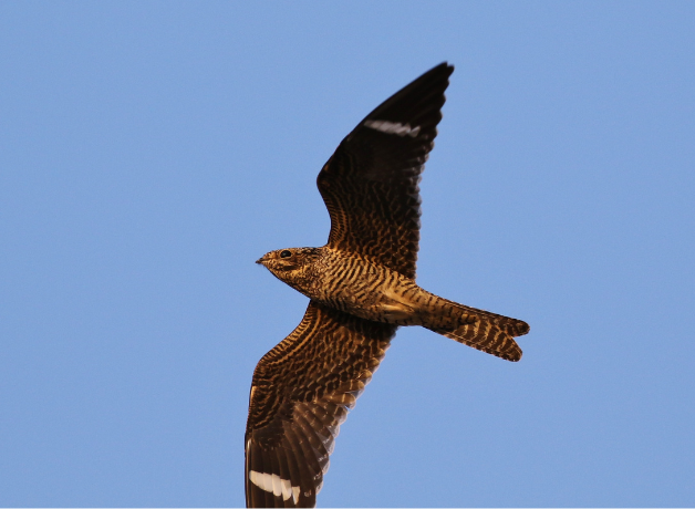 A Common Nighthawk in flight with wings outstretched and vertical white wing stripes visible