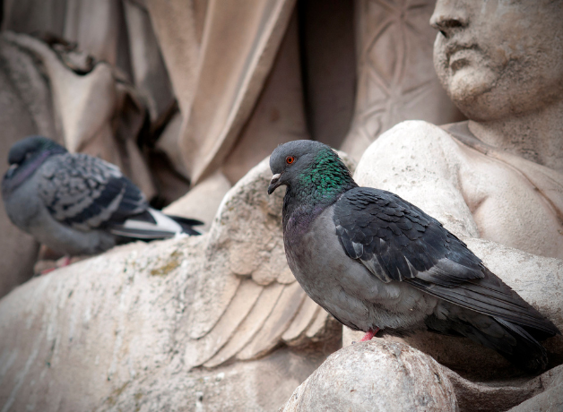 A city pigeon perches comfortably on a pale stone sculpture of a cherub.