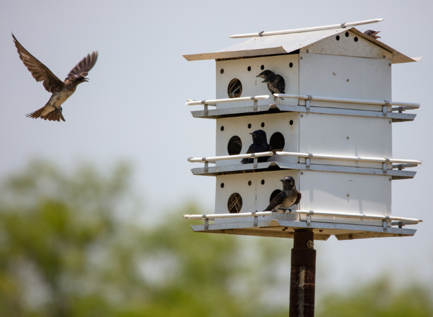 A Purple Martin flies up to a birdhouse mounted on a pole