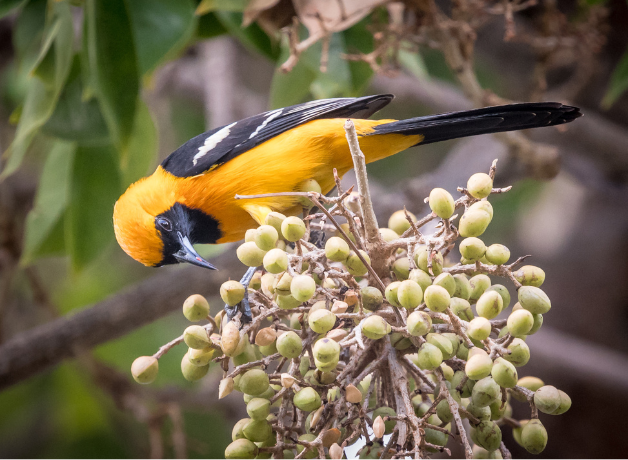 A Hooded Oriole perches on a bunch of fruits hanging below