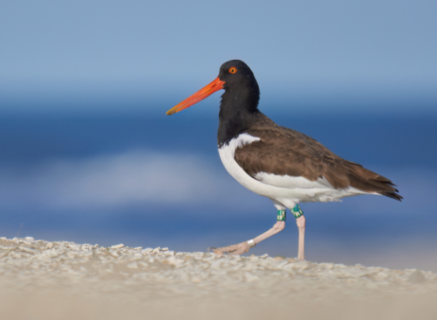 An American Oystercatcher walking on the beach. 