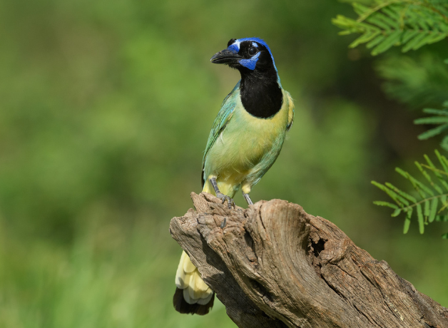 A Green Jay perches on a log with green foliage in the background. The bird's head is black with blue markings and its body is a mix of lime green and yellow.
