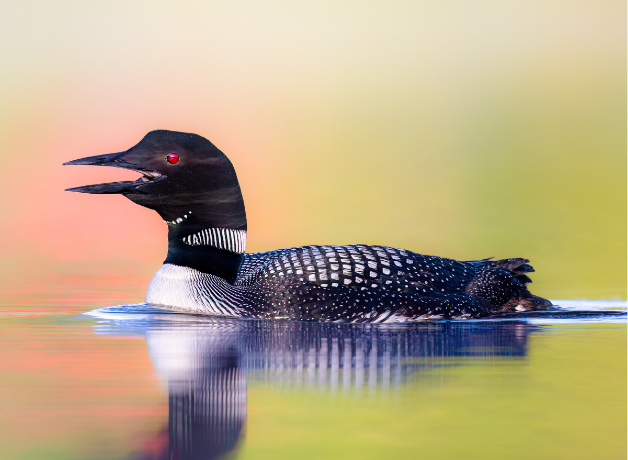 A Common Loon swims through still water, seen from the side, calling with its bill open