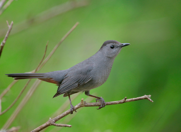 A Gray Catbird perched on a branch against a green background.