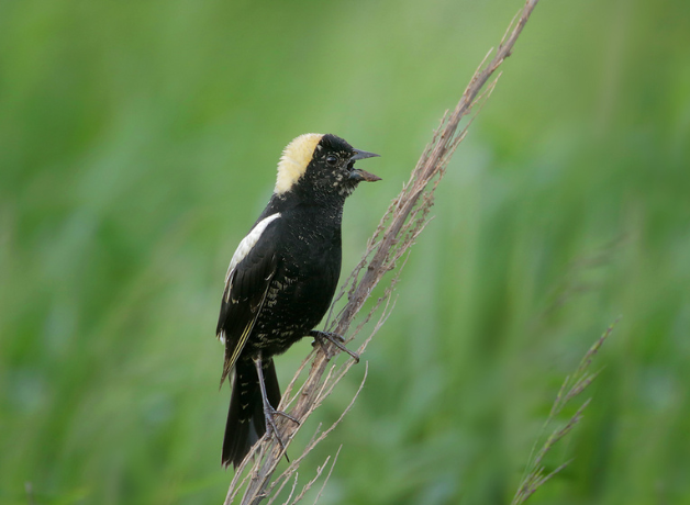 A male Bobolink perches on a stem in a grassland and sings