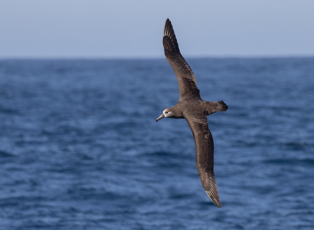 A Black-footed Albatross soars over the open ocean with the horizon in the distance. The bird has long pointed wings and a dark grey body.