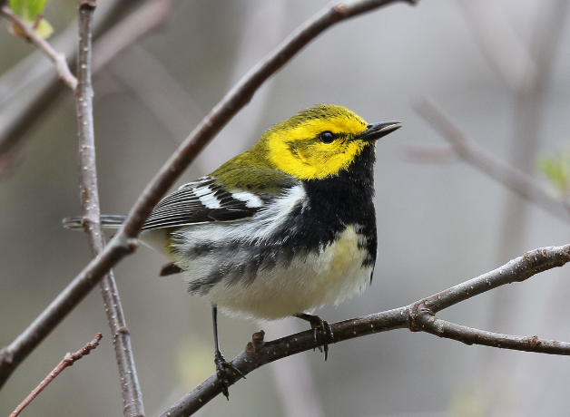 A male Black-throated Green Warbler perched on a bare branch against a dull background.