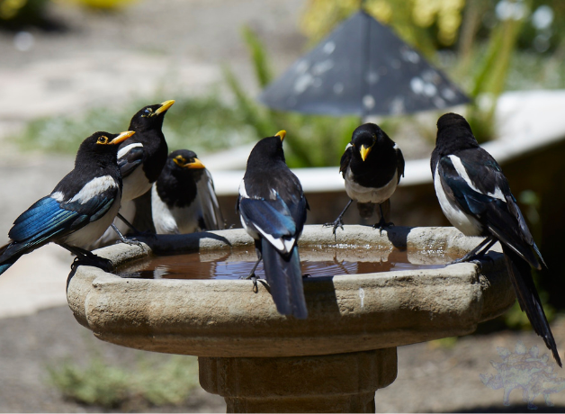 A flock of Yellow-billed Magpies drinking at a bird bath.