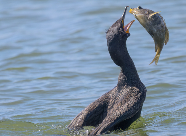 A Double-crested Cormorant tosses a fish it has just caught into the air to swallow it