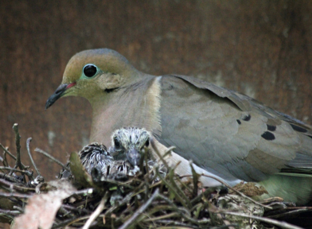 An adult Mourning Dove sits on a nest with one nestling peeking over the top