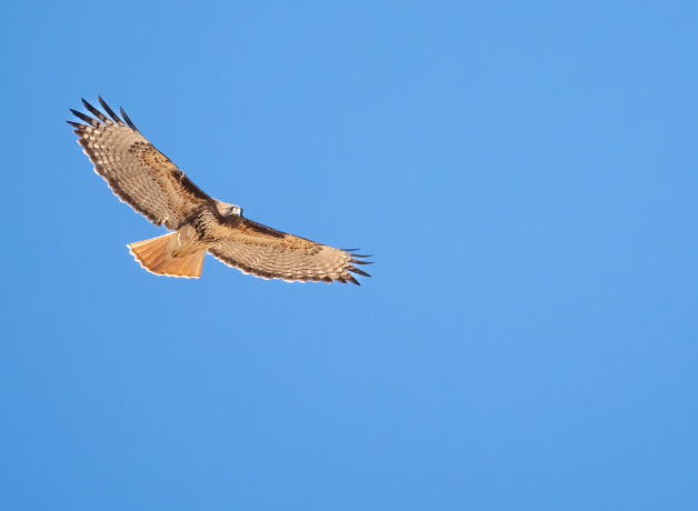 A Red-tailed Hawk soaring against a blue sky.